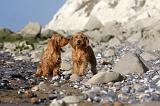BASSET FAUVE DE BRETAGNE 053